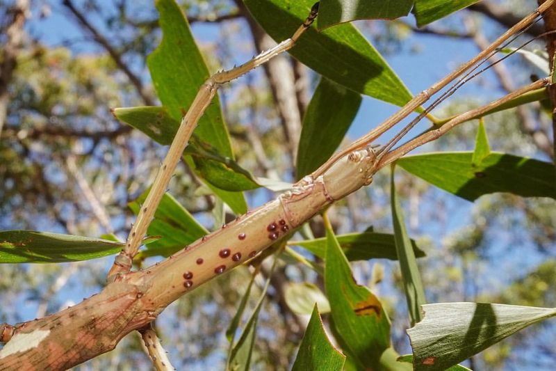 10 Massive Insects That Will Leave You Amazed (and Maybe a Little Scared)