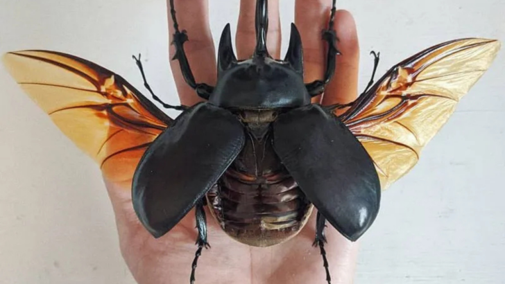 10 Massive Insects That Will Leave You Amazed (and Maybe a Little Scared)