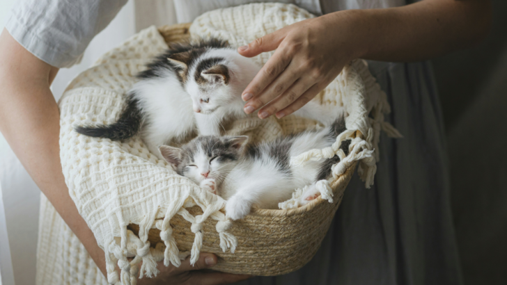 10 Must-Know Tips to Keep Your Pregnant Cat Healthy and Happy Throughout Her Journey