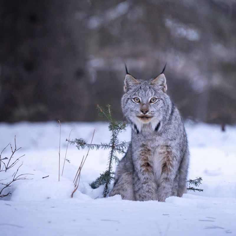 10 North American Wild Animals so Good at Hiding in Plain Sight That Most People Never See Them