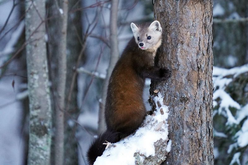 10 North American Wild Animals so Good at Hiding in Plain Sight That Most People Never See Them