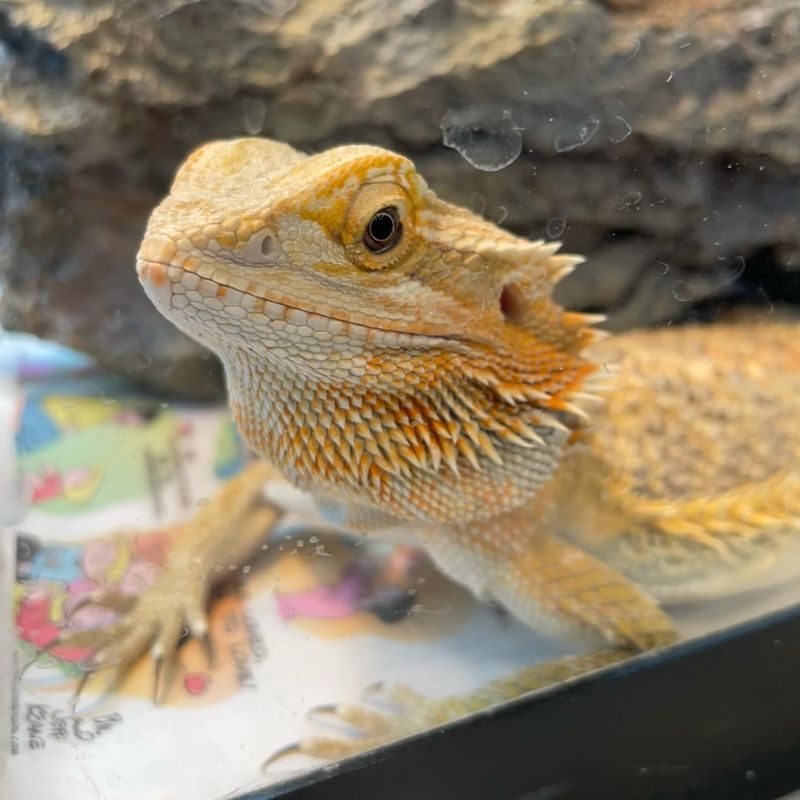 10 Reasons Bearded Dragons Are So Much Cooler Than You Thought