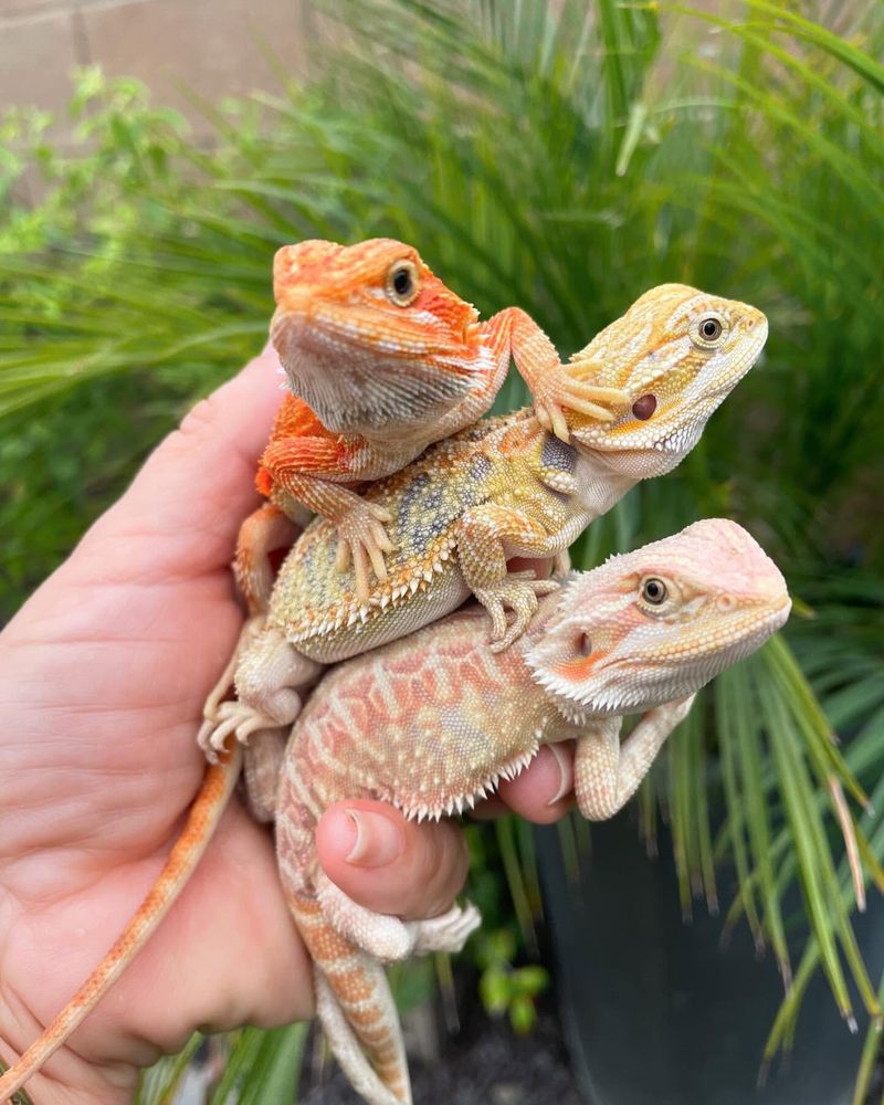 10 Reasons Bearded Dragons Are So Much Cooler Than You Thought