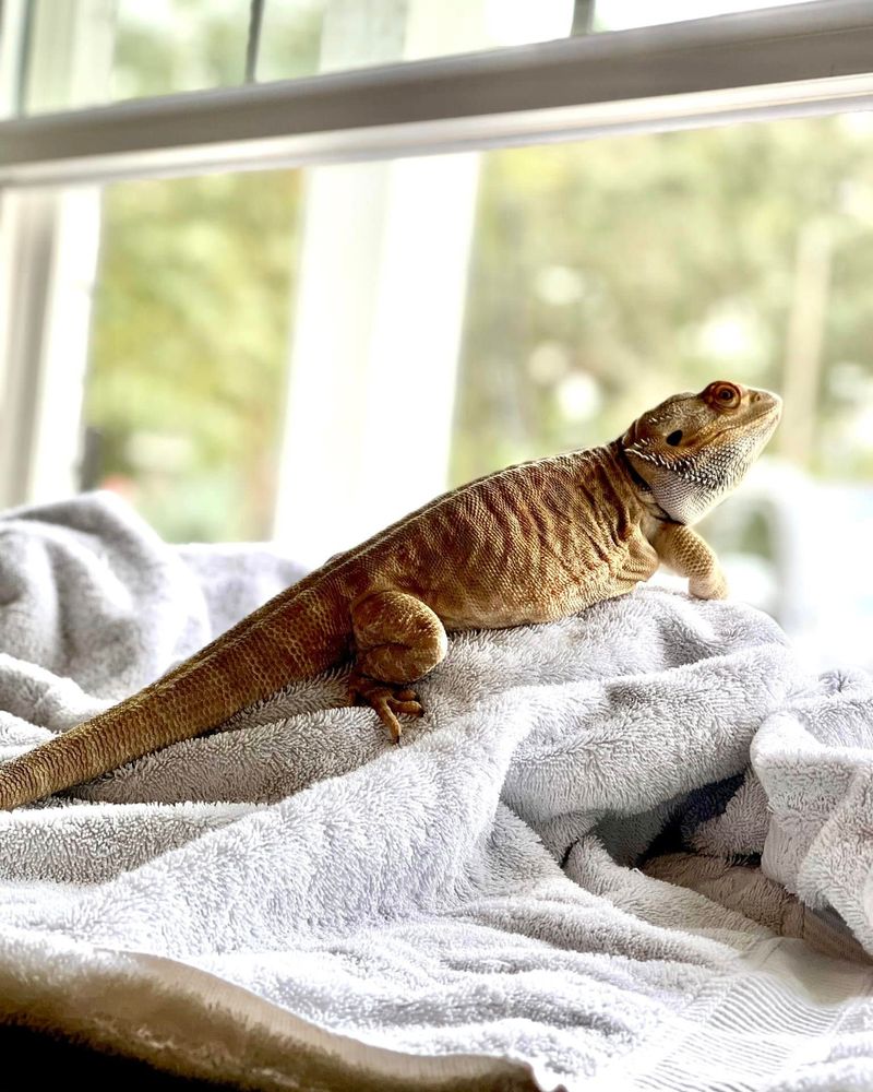 10 Reasons Bearded Dragons Are So Much Cooler Than You Thought