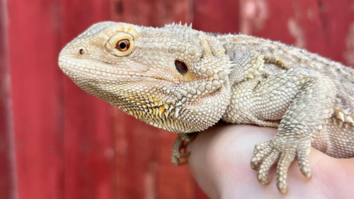 10 Reasons Bearded Dragons Are So Much Cooler Than You Thought