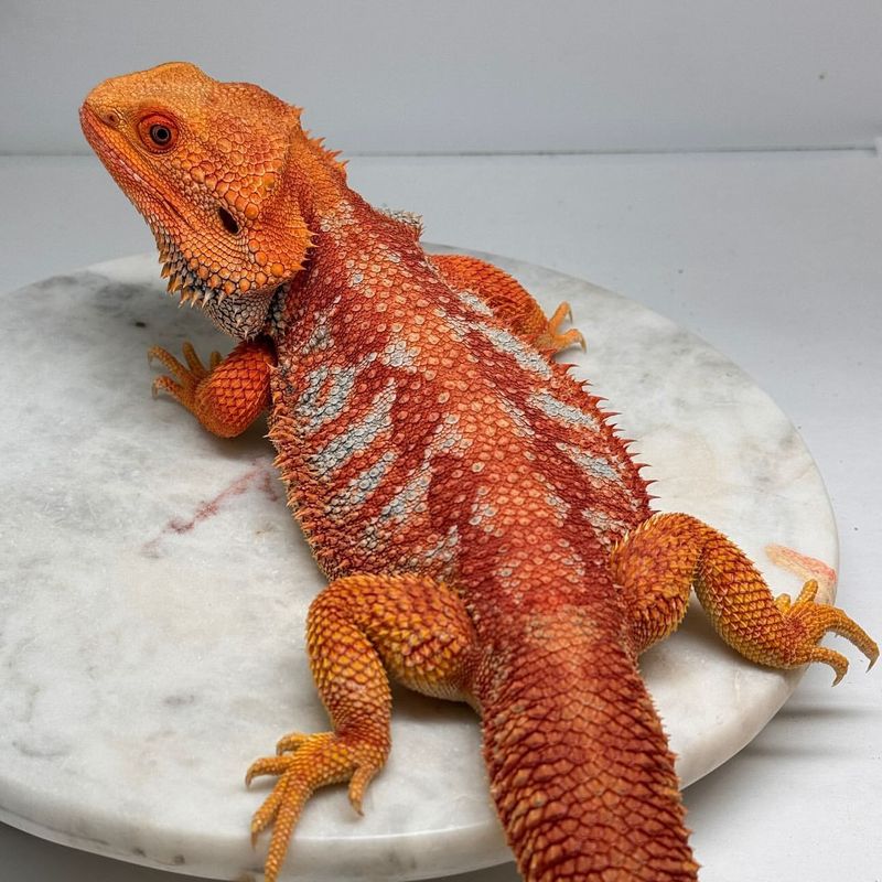 10 Reasons Bearded Dragons Are So Much Cooler Than You Thought