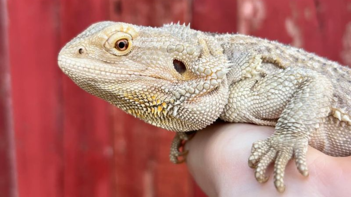 10 Reasons Bearded Dragons Are So Much Cooler Than You Thought