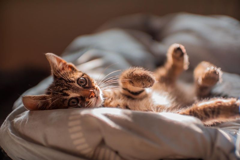 10 Reasons Why Cats Are the Best Pets for People Who Work from Home