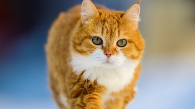 10 Reasons Why Cats Are the Most Environmentally Friendly Pets You Can Have