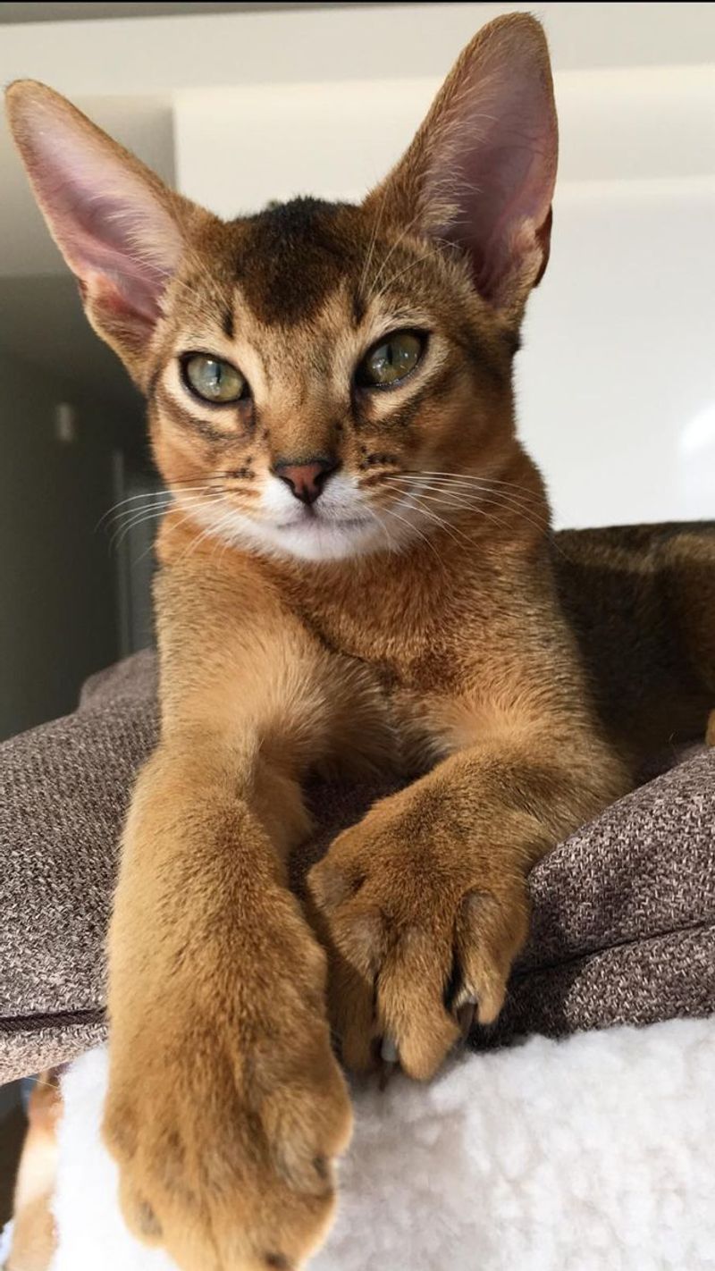 10 Remarkable Reasons Abyssinian Cats Are the Gymnasts of the Feline World