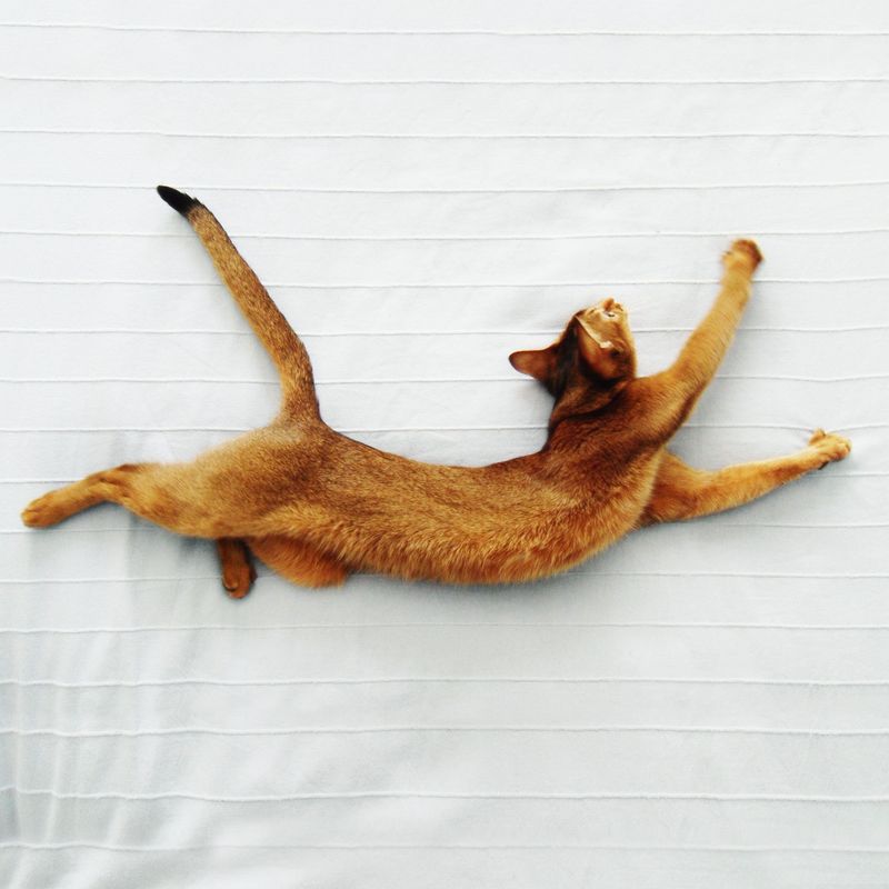 10 Remarkable Reasons Abyssinian Cats Are the Gymnasts of the Feline World