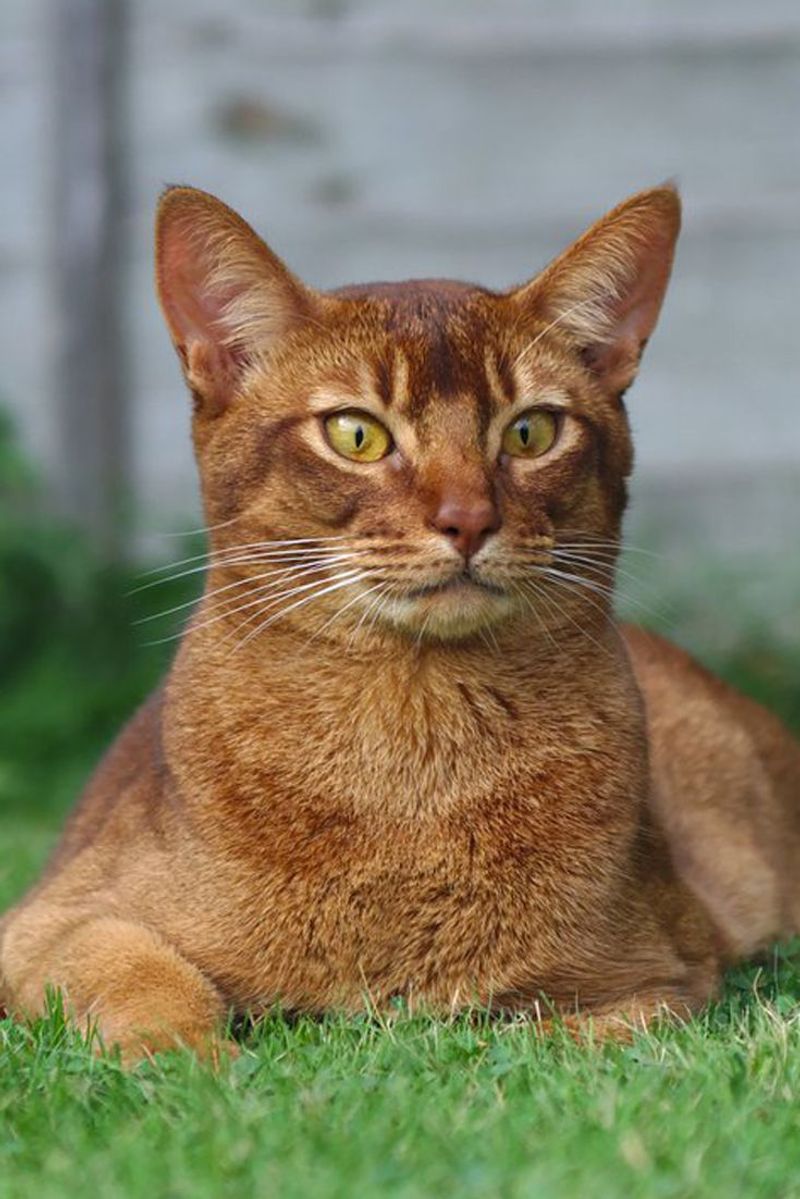 10 Remarkable Reasons Abyssinian Cats Are the Gymnasts of the Feline World