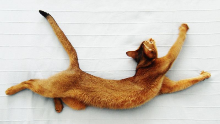 10 Remarkable Reasons Abyssinian Cats Are the Gymnasts of the Feline World