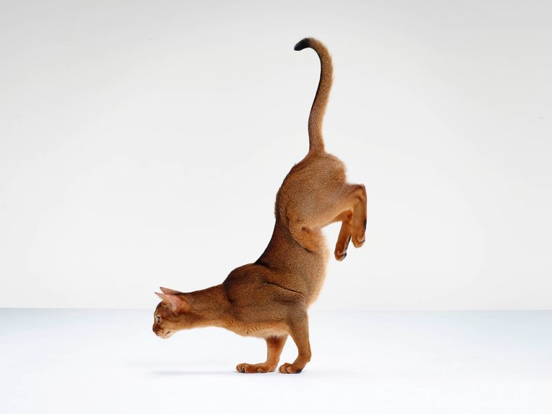 10 Remarkable Reasons Abyssinian Cats Are the Gymnasts of the Feline World