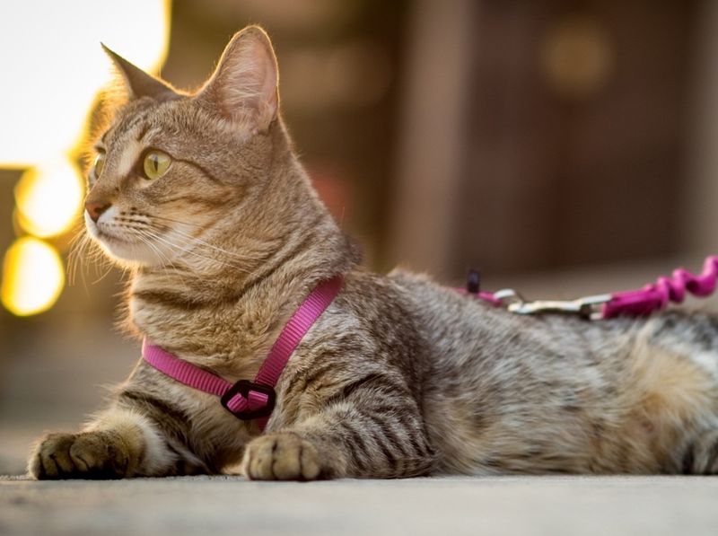 10 Smart Ways to Keep Your Outdoor Cat Safe and Happy