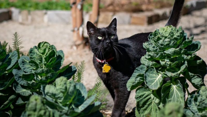 10 Smart Ways to Keep Your Outdoor Cat Safe and Happy