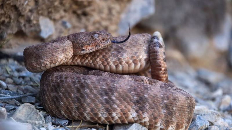 10 States With the Highest Chance of Seeing A Rattlesnake