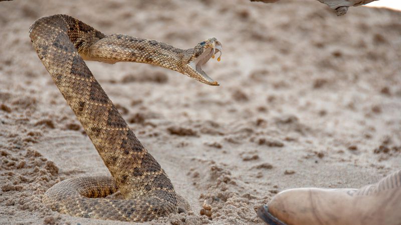 10 States With the Highest Chance of Seeing A Rattlesnake