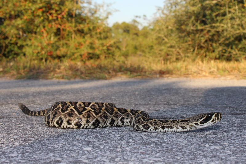 10 States With the Highest Chance of Seeing A Rattlesnake