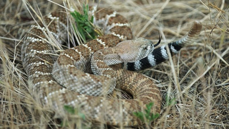 10 States With the Highest Chance of Seeing A Rattlesnake