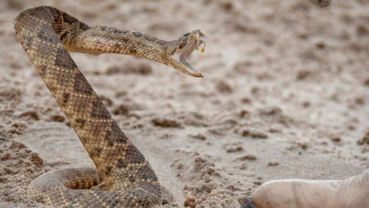 10 States With the Highest Chance of Seeing A Rattlesnake