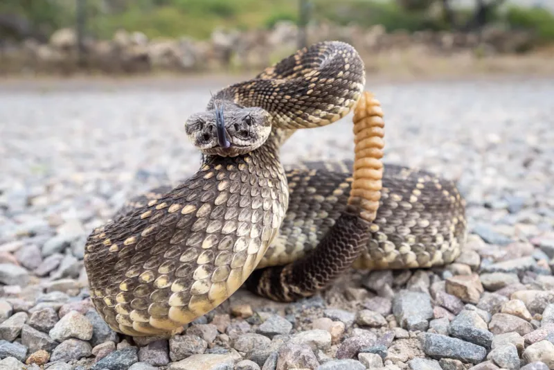 10 States With the Highest Chance of Seeing A Rattlesnake