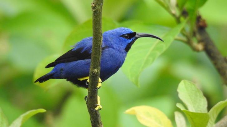 10 Stunning Purple Birds from Around the World That Will Leave You in Awe