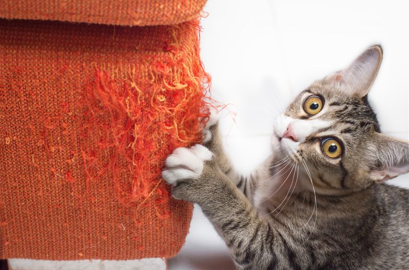 10 Telltale Signs Your Cat Is Jealous (And What to Do About It!)