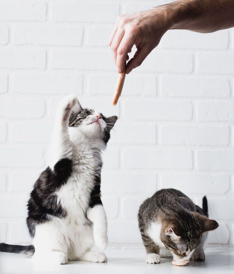 10 Telltale Signs Your Cat Is Jealous (And What to Do About It!)