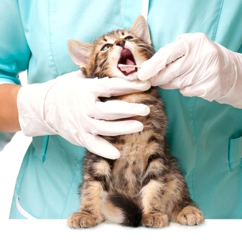 10 Things Cats Fear the Most – Are You Unknowingly Triggering Them?