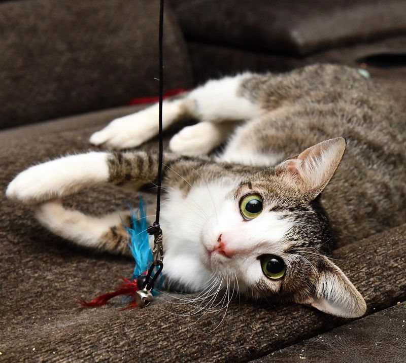 10 Things Cats Fear the Most – Are You Unknowingly Triggering Them?