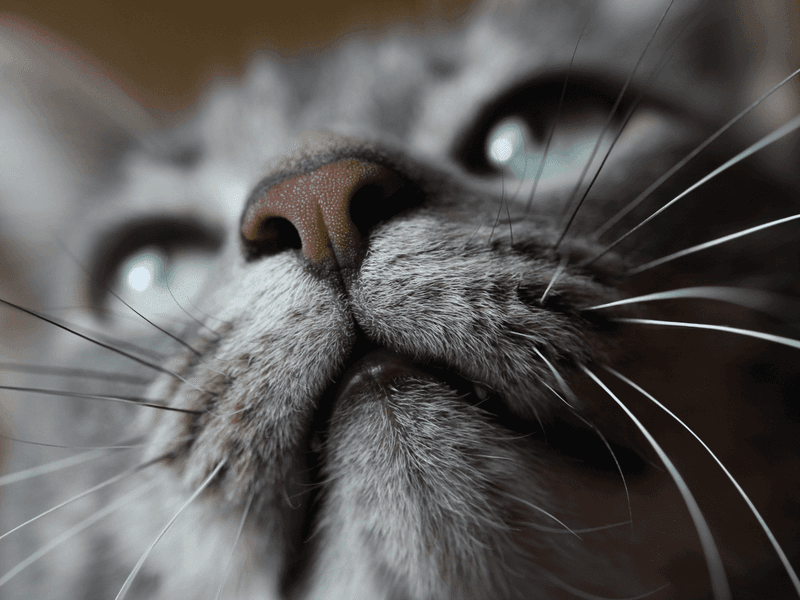 10 Things Cats Fear the Most – Are You Unknowingly Triggering Them?