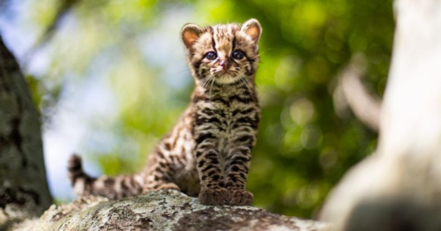 10 Tiny Wild Cats That Make Your House Cat Look Huge
