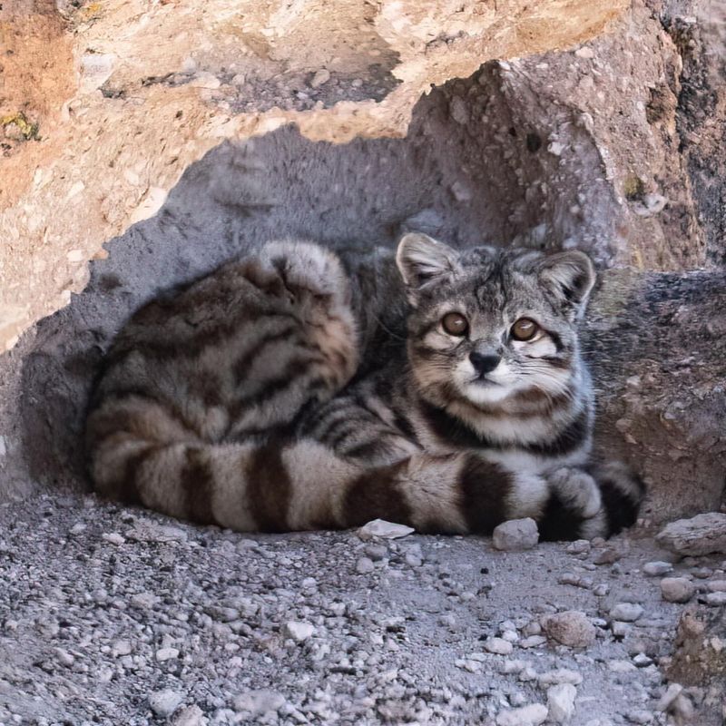 10 Tiny Wild Cats That Make Your House Cat Look Huge