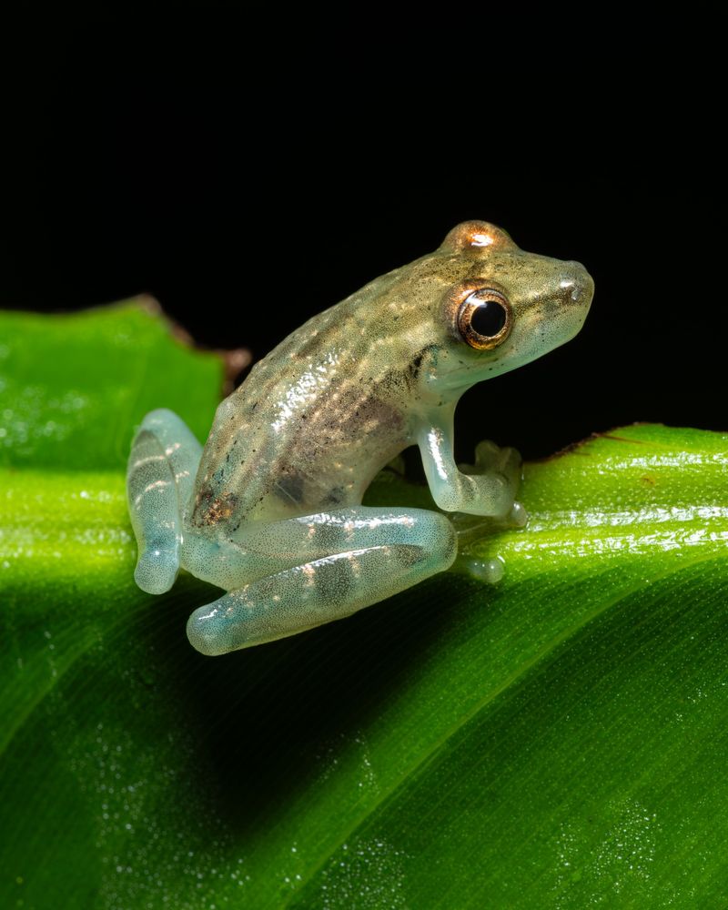 10 Unbelievable Creatures That Live in the Heart of the Amazon Jungle