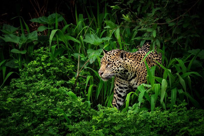 10 Unbelievable Creatures That Live in the Heart of the Amazon Jungle