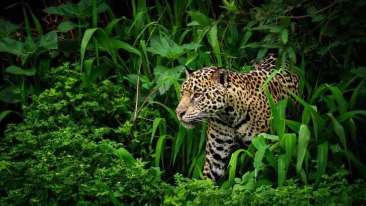 10 Unbelievable Creatures That Live in the Heart of the Amazon Jungle