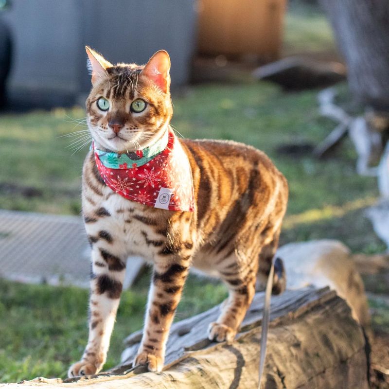 10 Unique Challenges of Owning a Bengal Cat That You Should Consider Before Getting One