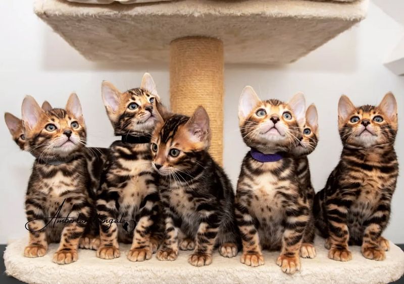 10 Unique Challenges of Owning a Bengal Cat That You Should Consider Before Getting One