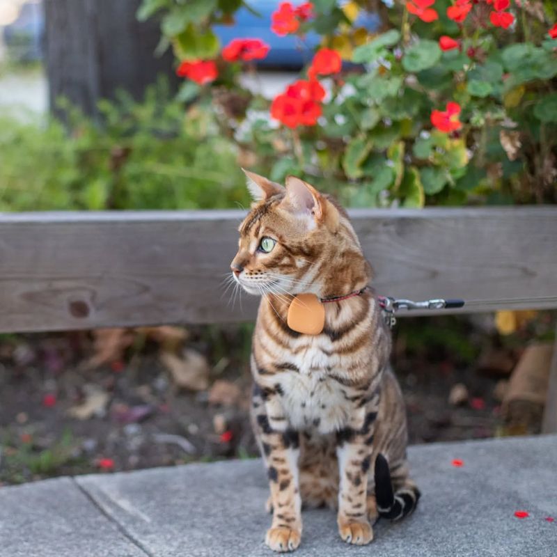 10 Unique Challenges of Owning a Bengal Cat That You Should Consider Before Getting One