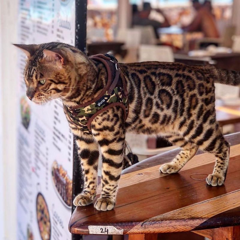 10 Unique Challenges of Owning a Bengal Cat That You Should Consider Before Getting One