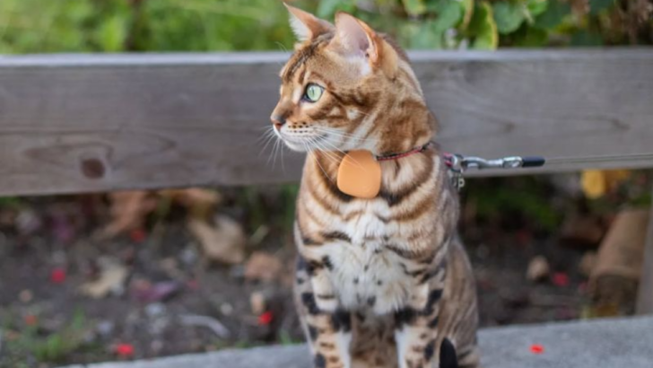 10 Unique Challenges of Owning a Bengal Cat That You Should Consider Before Getting One