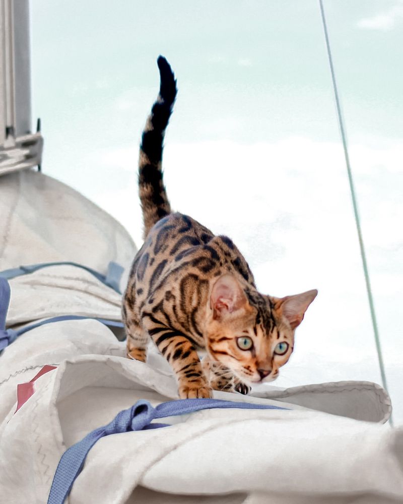 10 Unique Challenges of Owning a Bengal Cat That You Should Consider Before Getting One