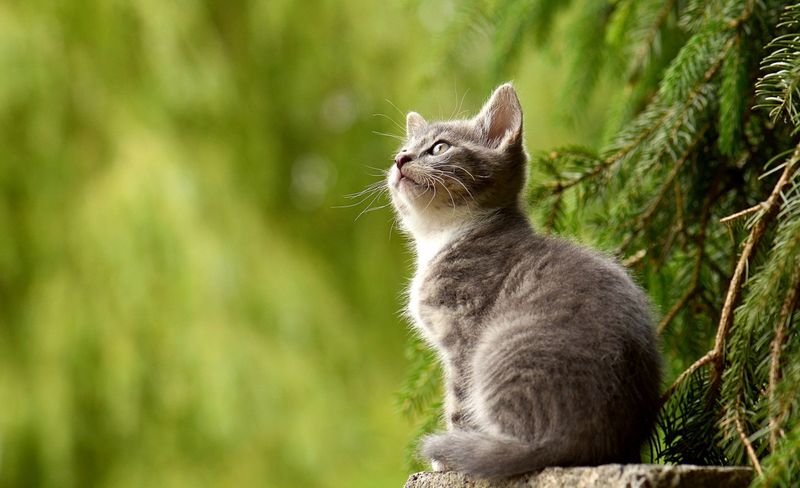 10 Warning Signs of a Traumatized Cat and How to Help Them Feel Safe Again