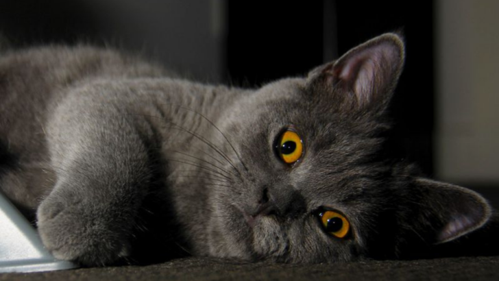 10 Warning Signs of a Traumatized Cat and How to Help Them Feel Safe Again