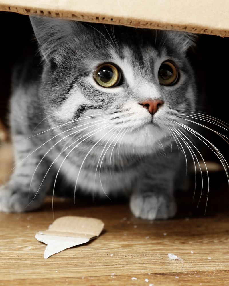 10 Warning Signs of a Traumatized Cat and How to Help Them Feel Safe Again