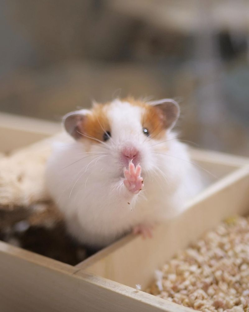 10 Ways Hamsters Prove They’re the Best Pets You Can Get