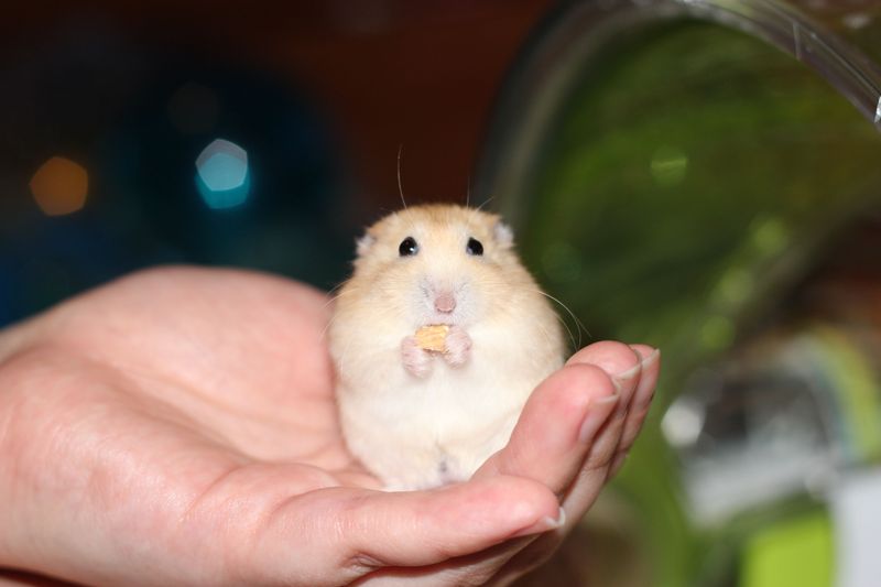 10 Ways Hamsters Prove They’re the Best Pets You Can Get