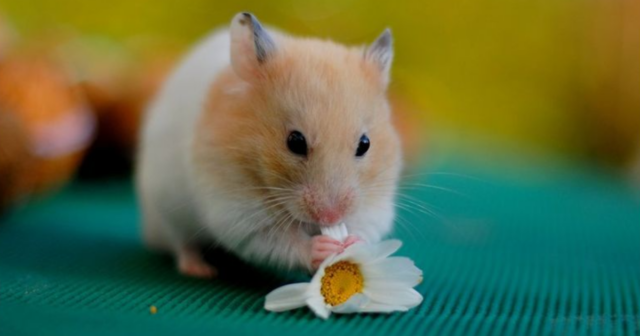 10 Ways Hamsters Prove They’re the Best Pets You Can Get