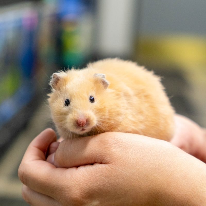 10 Ways Hamsters Prove They’re the Best Pets You Can Get